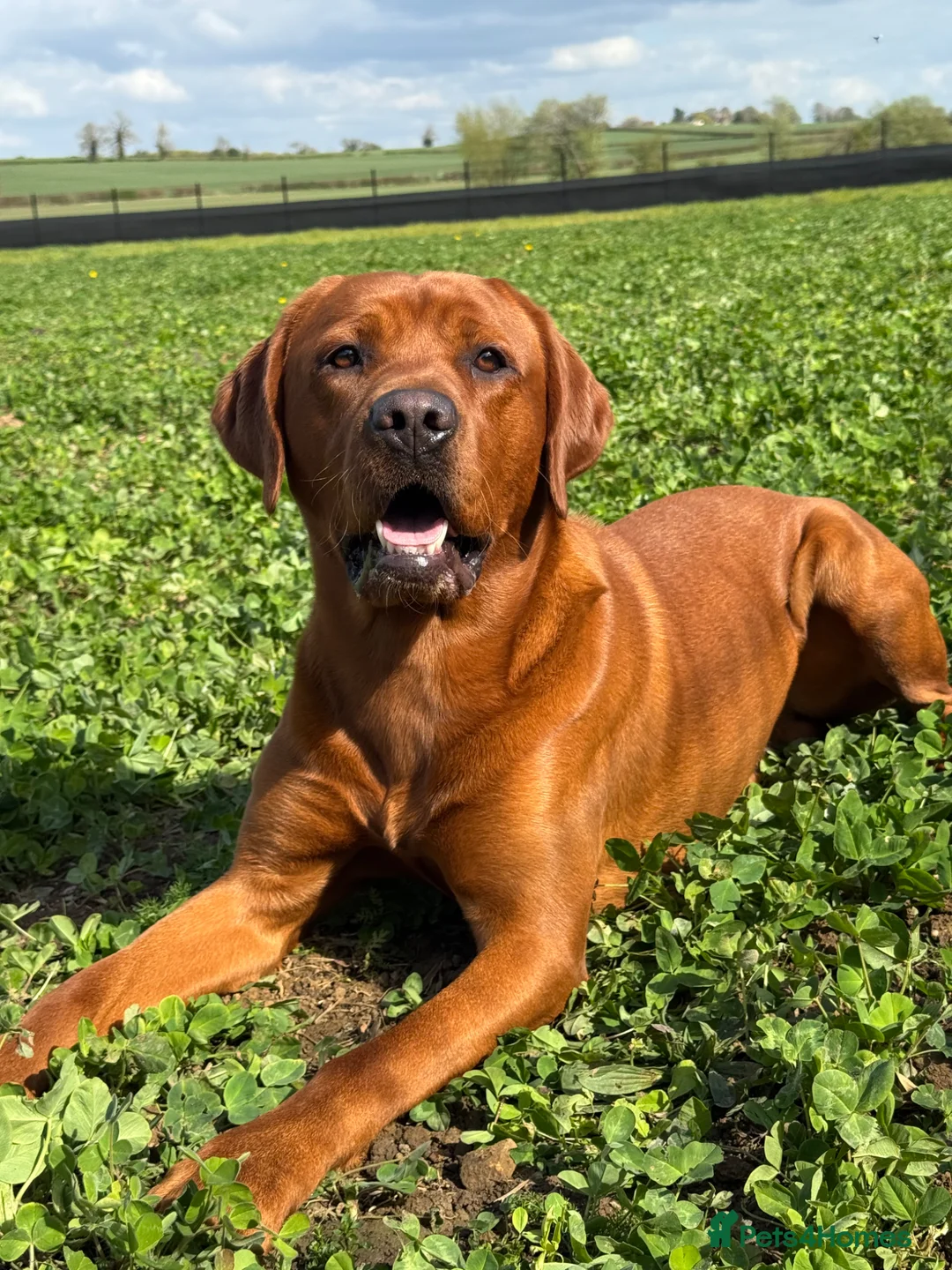 Labrador Retriever dogs for sale: KC Registered Litter of Labradors  - Advert 2