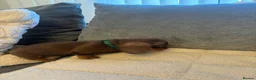 Miniature Dachshund dogs for sale: Miniature dachshund  - Advert 10
