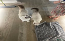 Ragdoll cats for sale: Female kitten become available! Pure Ragdoll in Derby - Image 40