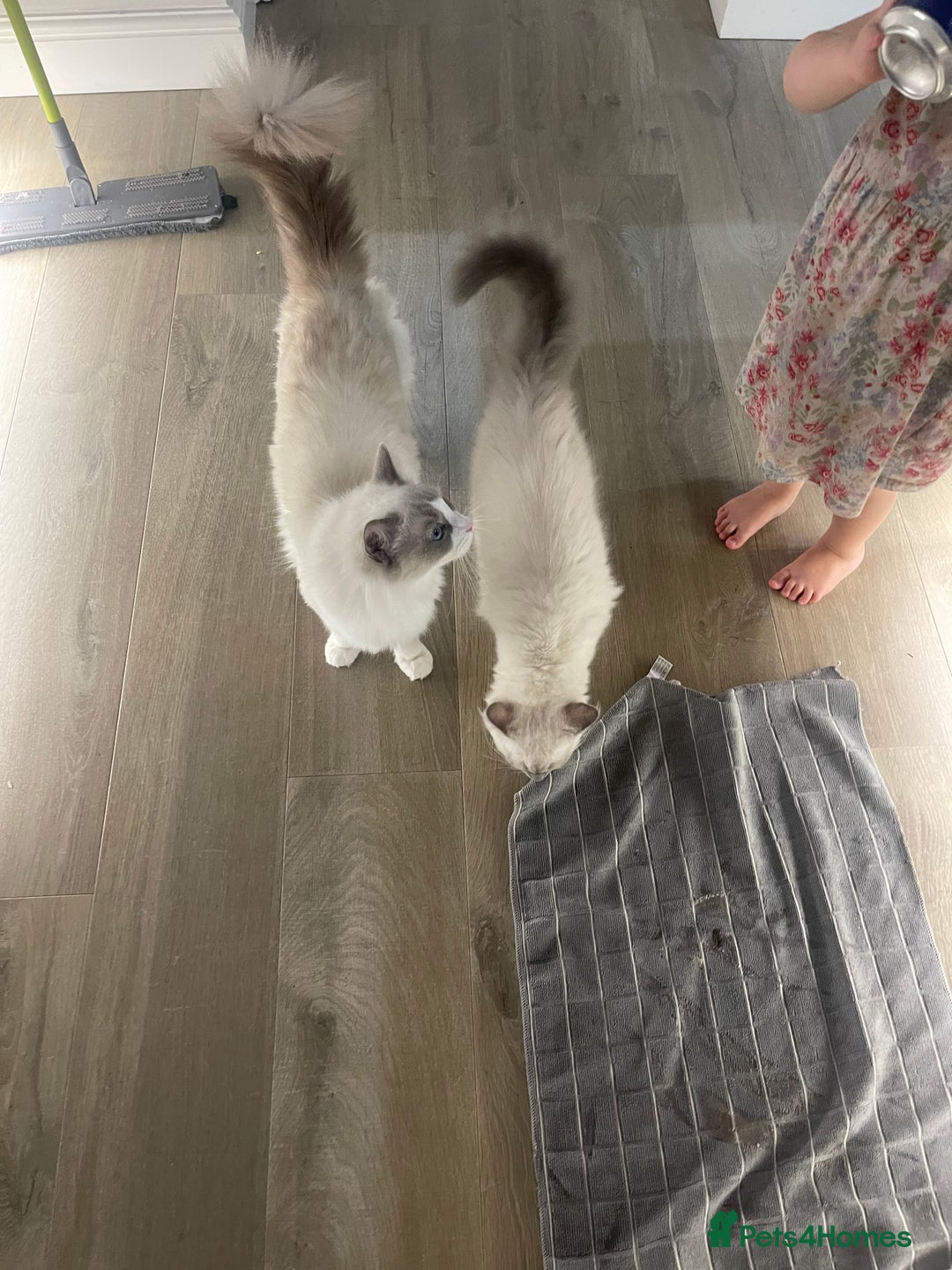 Ragdoll cats for sale: Female kitten become available! Pure Ragdoll in Derby - Image 40