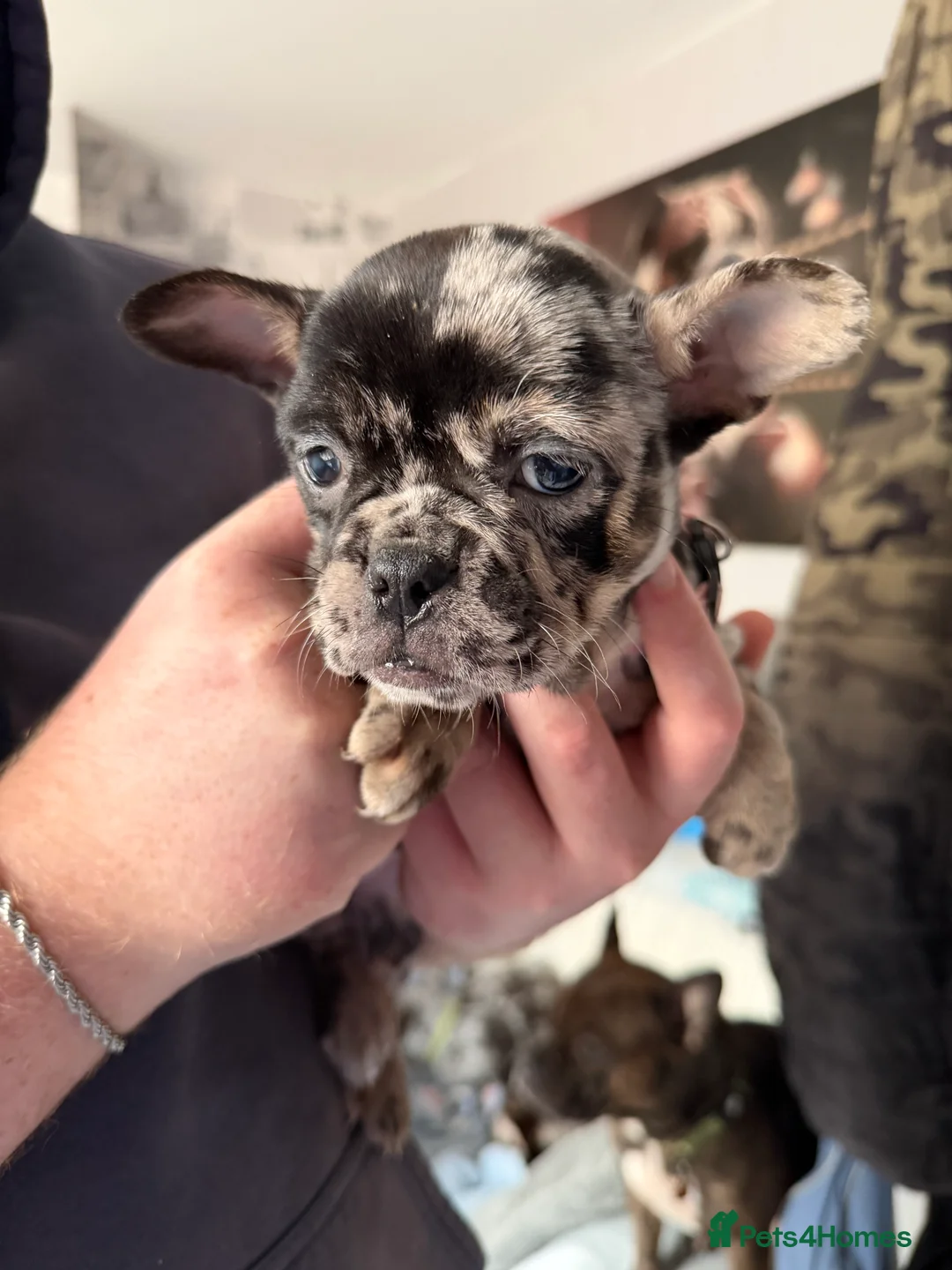 Mixed Breed dogs for sale: Mrs W - Advert 5