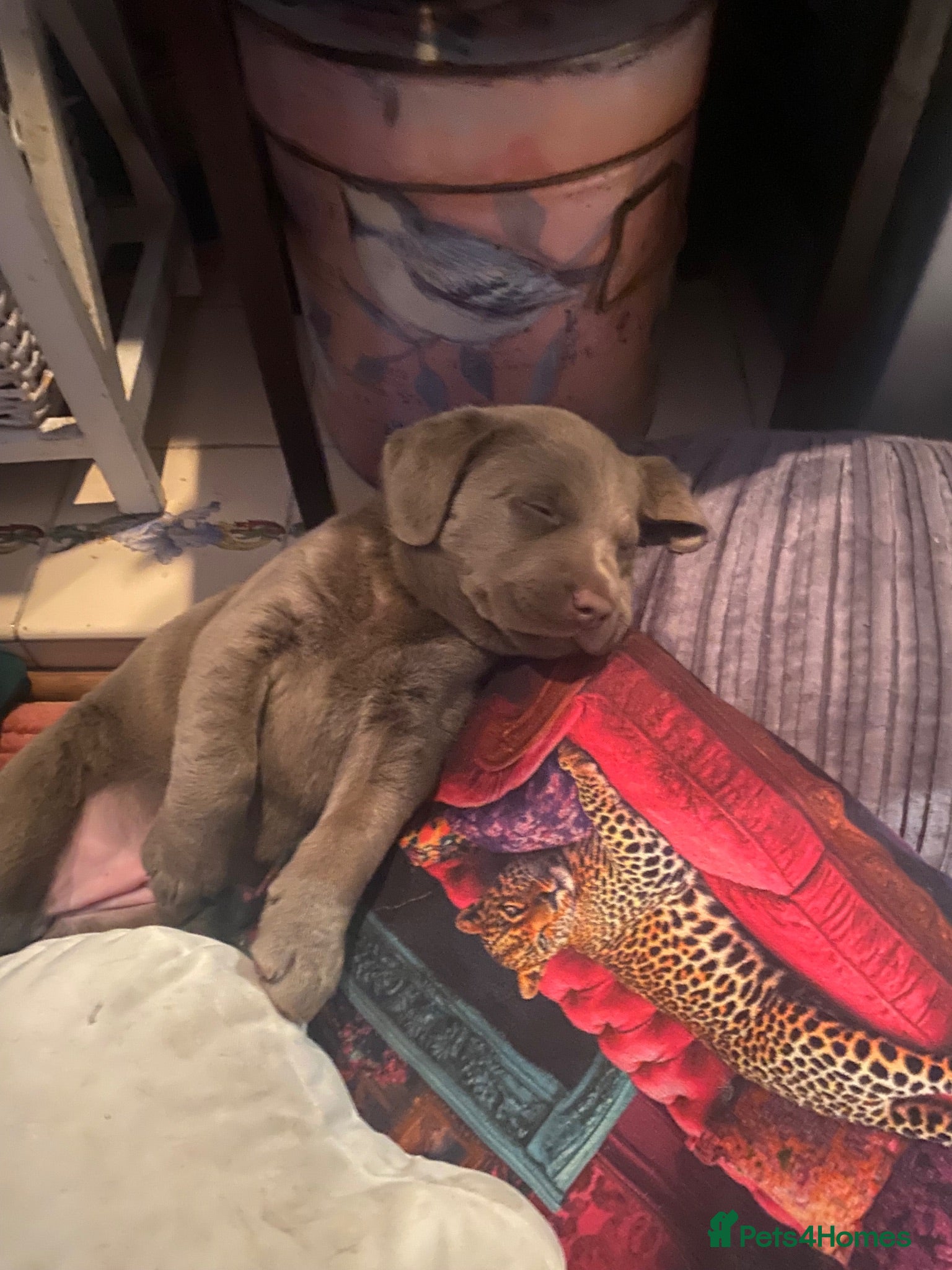 Labrador Retriever dogs 2 GIRL SILVER LABRADOR PUPPIES FOR SALE  - Advert 14