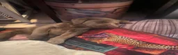 Labrador Retriever dogs for sale: 2 GIRL SILVER LABRADOR PUPPIES FOR SALE  - Advert 1