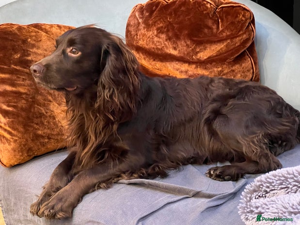 Cocker Spaniel dogs in London - Advert 10