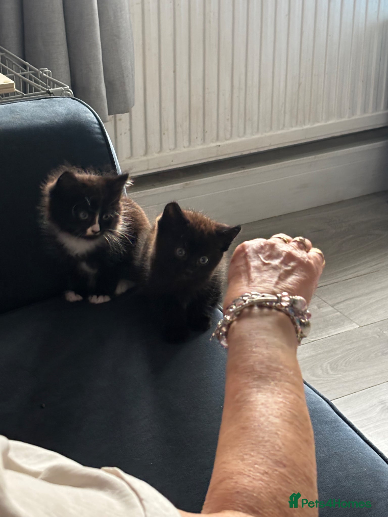Mixed Breed cats for sale: Kittens for sale in Wigan - Advert 9