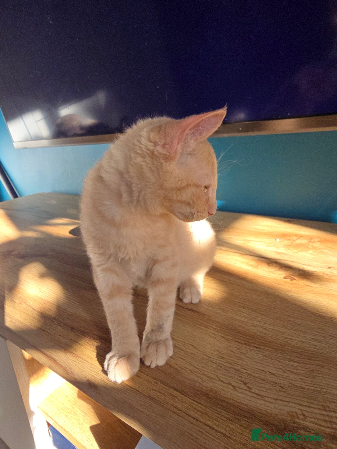 Mixed Breed cats for sale: Two ginger boys and one Flame point - Image 17