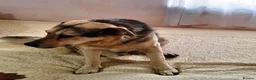 Mixed Breed dogs for adoption: Really… does nobody want to give me a chance? 💔🐶 - Advert 12
