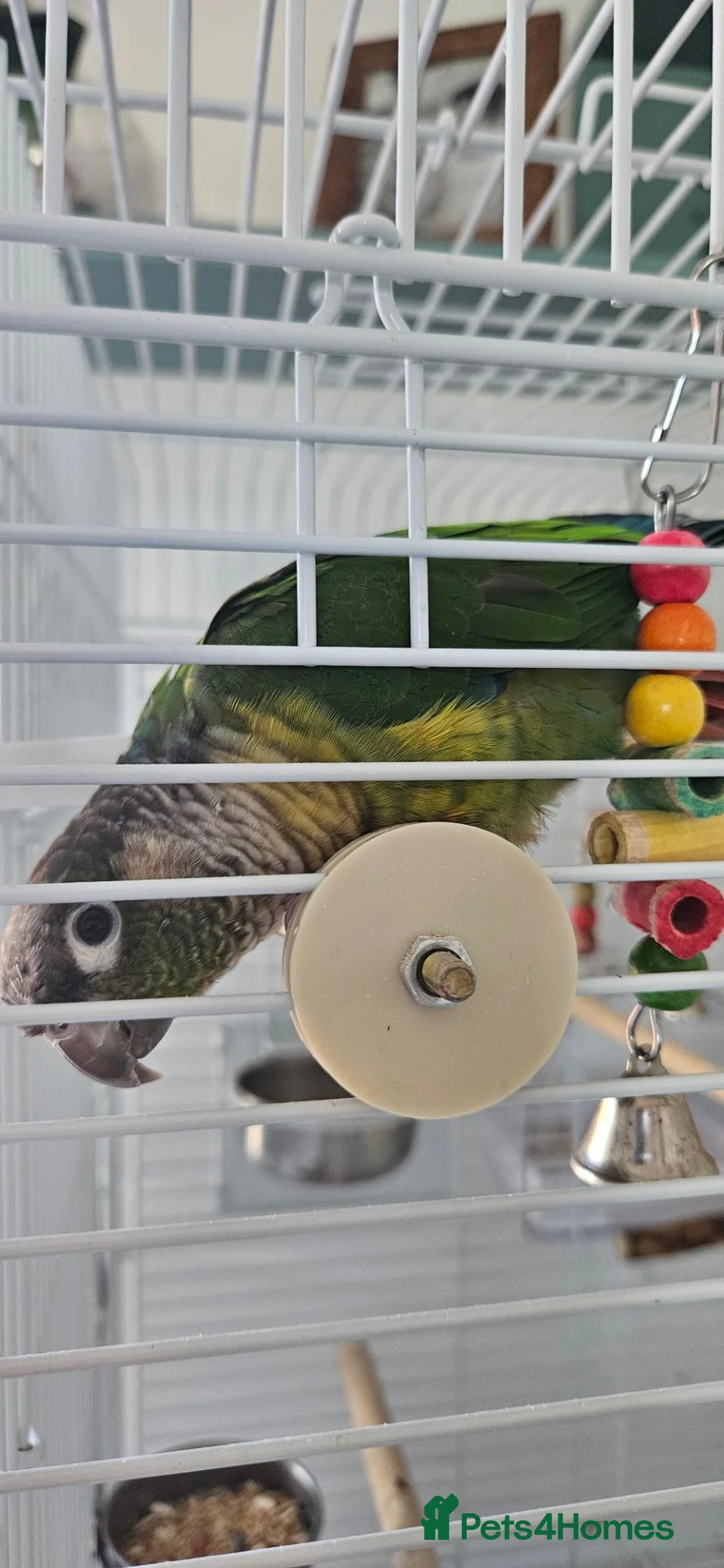 Conures birds for sale: Conure very tame for sale with cage in Canvey Island - Advert 7