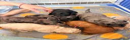 Cockapoo dogs for sale: Gorgeous Rainbow Litter of Teddy Bear Puppies! 🐾 in Huddersfield - Advert 6