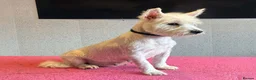 West Highland Terrier dogs for sale: West highland terrier  - Advert 11