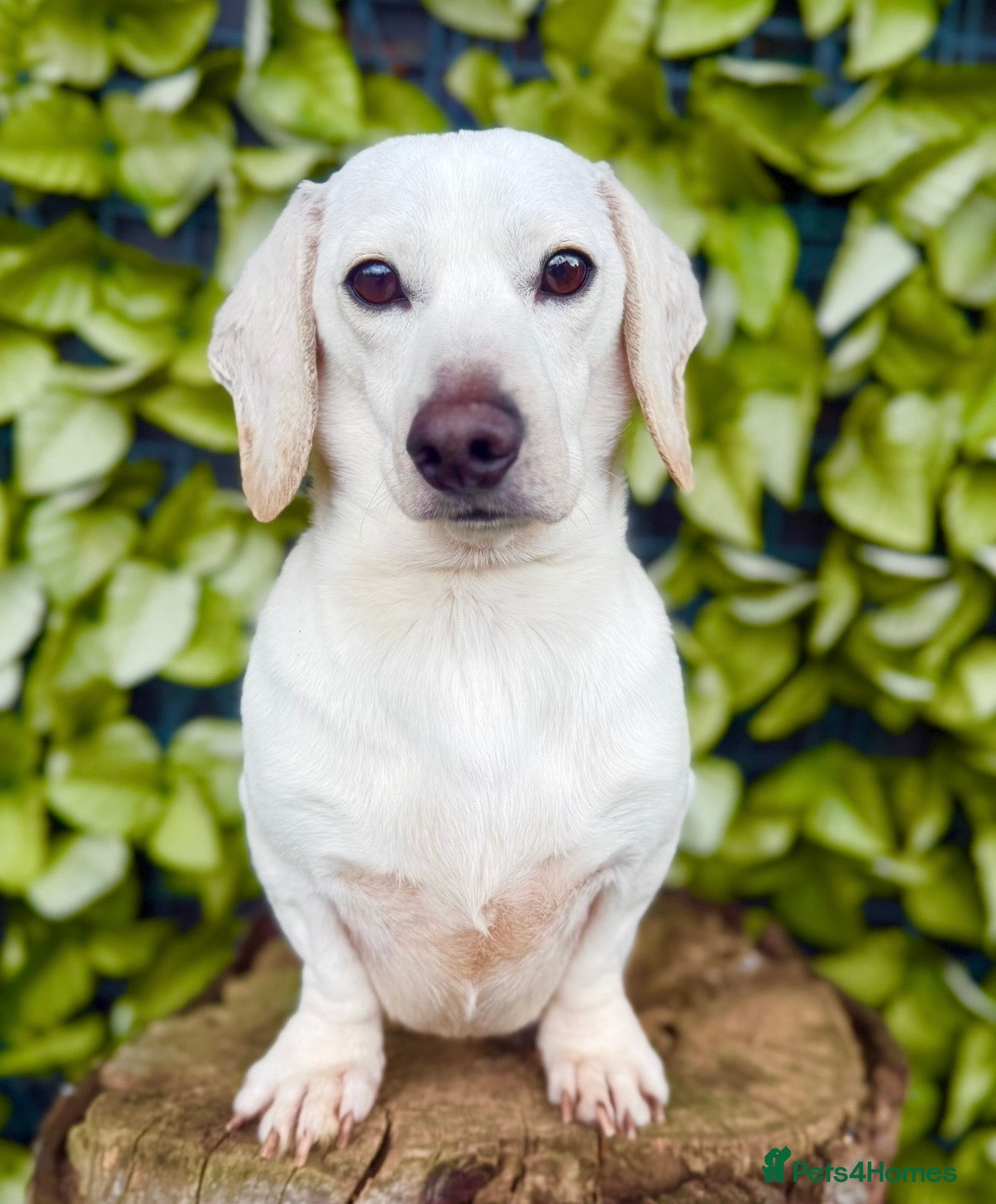 Miniature Dachshund dogs Award winning award-KC Pure White GHOST Smooth - Advert 1