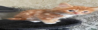 Mixed Breed 3