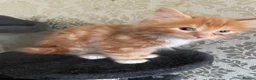 Mixed Breed cats for sale: 6 Beautiful Kittens ready to go  - Advert 11