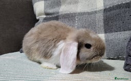 Mini Lop rabbits for sale: Beautiful Sister Mini Lops  - Image 4