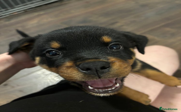 Rottweiler dogs - Advert 11