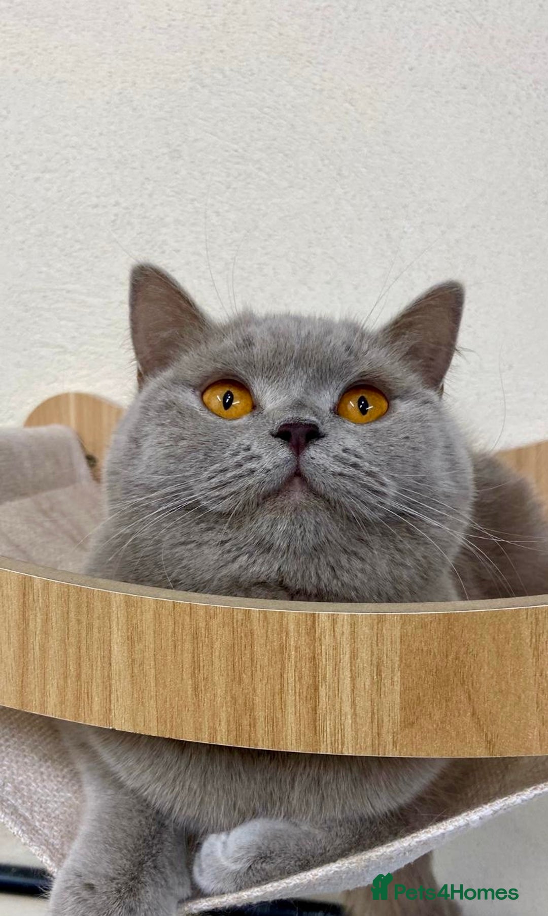 British Shorthair cats for sale: LILAC BSH GIRL LOOKING FOREVER HOME!!! 🐾😻 - Advert 2