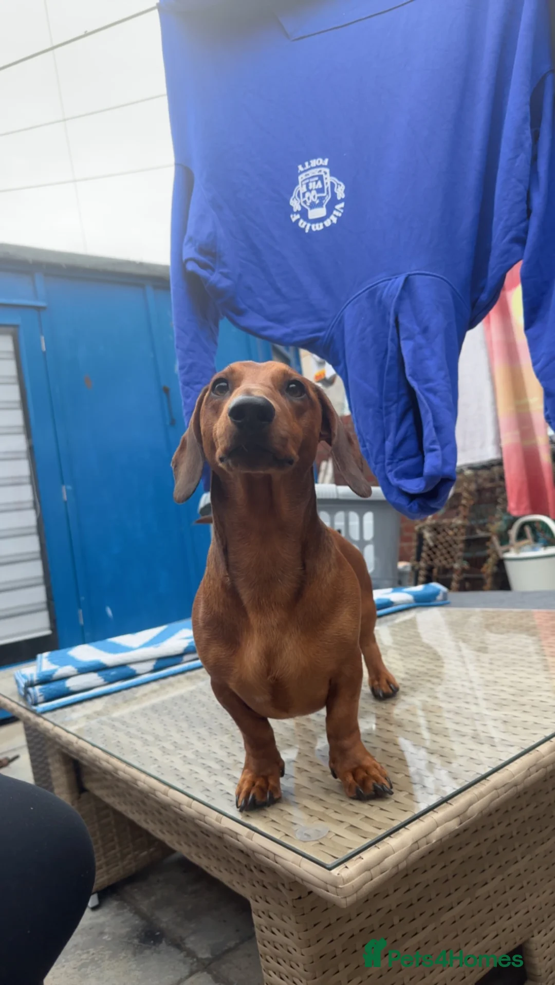 Miniature Dachshund dogs for stud: Stud  in Dunbar - Advert 1