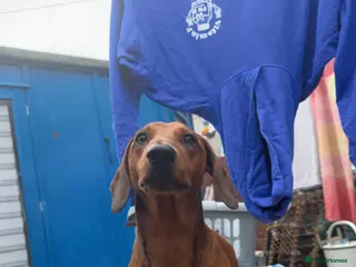 Miniature Dachshund dogs Stud in Dunbar - Advert 3