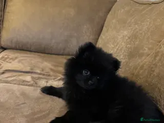 Pomeranian dogs kc Pomeranian female for sale - Advert 1