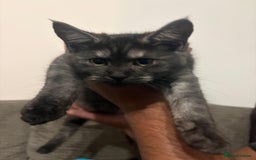 Maine Coon cats for sale: 🖤 Gorgeous 3-Month-Old Maine Coon Girl 🖤 - Image 4