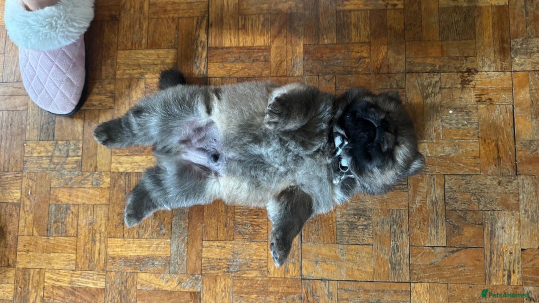 Chow Chow dogs for sale: Puppies looking for new home - Image 26