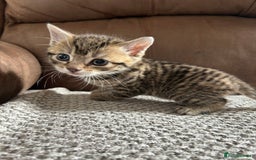 Mixed Breed cats for sale: 6 Beautiful kittens  - Image 14