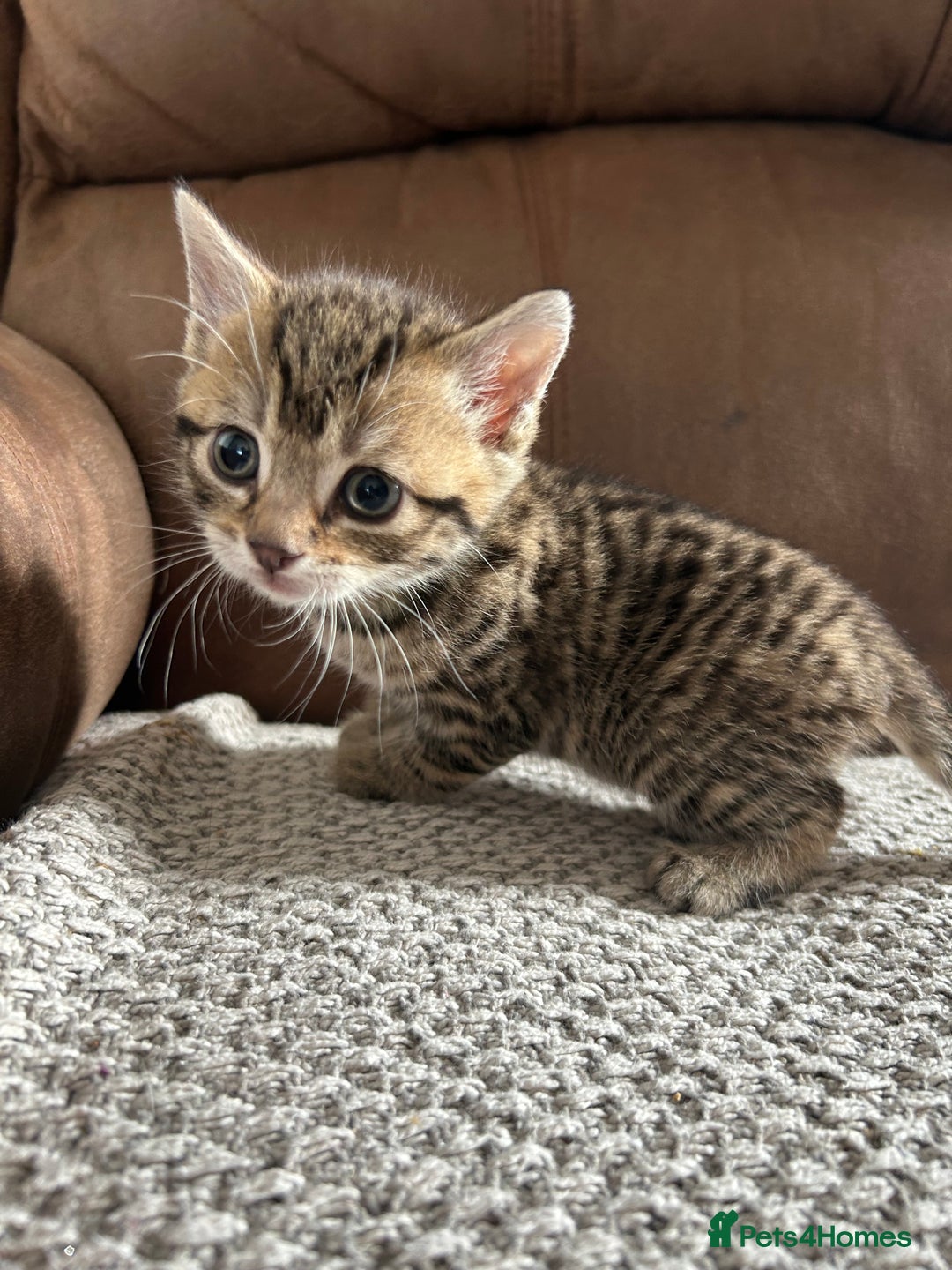 Mixed Breed cats for sale: 6 Beautiful kittens  - Image 14