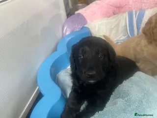 Mini Goldendoodle dogs Therapy lines 1 beautiful black boy available - Advert 5