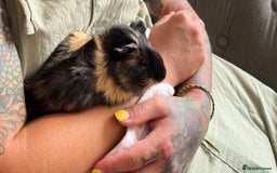 Guinea Pig rodents for sale: Bonded sister Guinea pigs  - Image 3