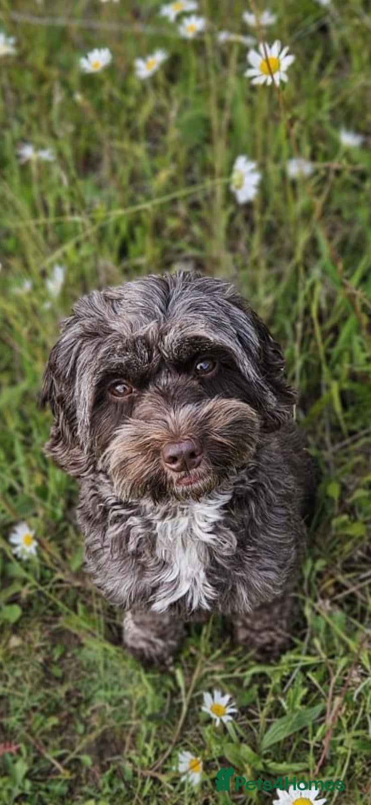 Cockapoo dogs STUNNING F2 cockapoo puppies for sale  - Advert 8