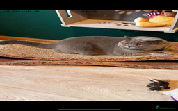 British Shorthair cats for sale: BEAUTIFUL BRITISH SHORTHAIR BOY AND GIRL  - Image 4