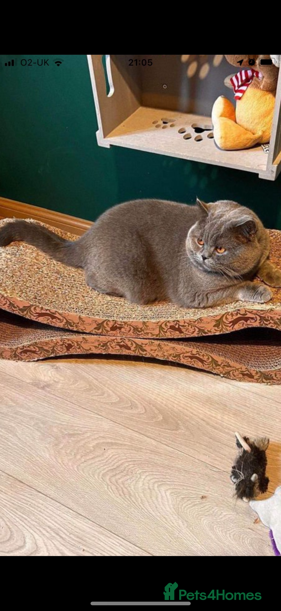 British Shorthair cats for sale: BEAUTIFUL BRITISH SHORTHAIR BOY AND GIRL  - Image 4