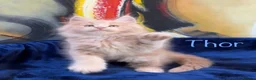 Maine Coon cats for sale: Beautiful Maine Coon Kittens-Ready Soon - Advert 28