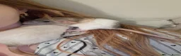 Rat rodents for sale: (with cage) 2 FEMALE RATS in Bolton - Advert 3