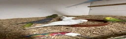 Budgerigars birds for sale: Bf, split bf, cockatiel, normals and canary - Advert 9