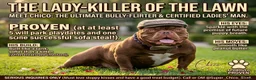 American Bully dogs for stud: Certified ladies man  - Advert 1