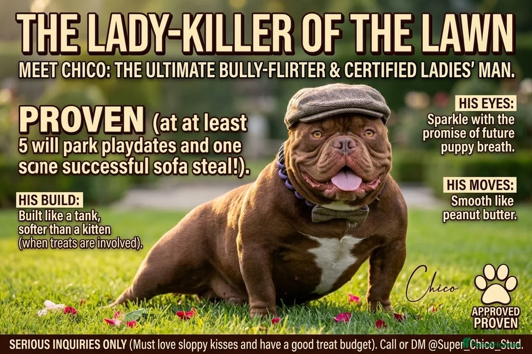 American Bully dogs for stud: Certified ladies man  - Advert 1