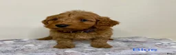 Cockapoo dogs for sale: Stunning Deep Red Cockapoo Puppies - Advert 4