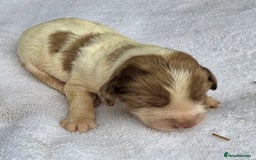 Sprocker dogs for sale: Merle, Chocolate & white spaniels  - Image 9