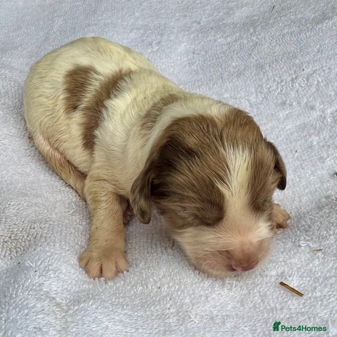 Sprocker dogs for sale: Merle, Chocolate & white spaniels  - Image 9