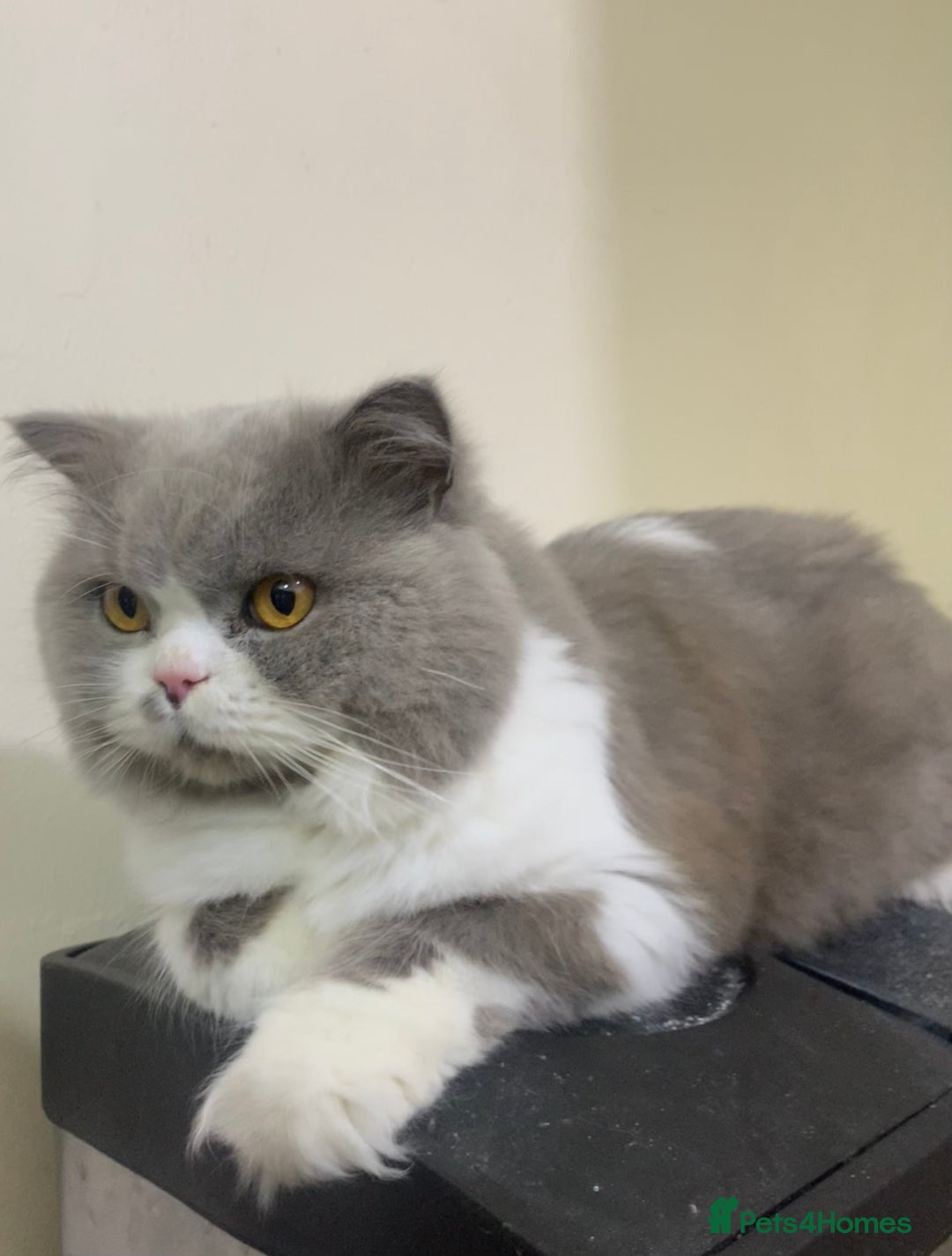 Mixed Breed cats for sale: Beautiful mixed breed kittens  - Image 9