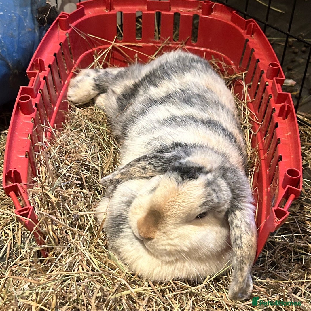 Mini Lop rabbits for sale: Male and Female Rabbit Pair - Image 4