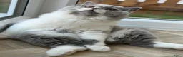 British Shorthair cats for sale: Last boy from a litter of 4💙 - Advert 3