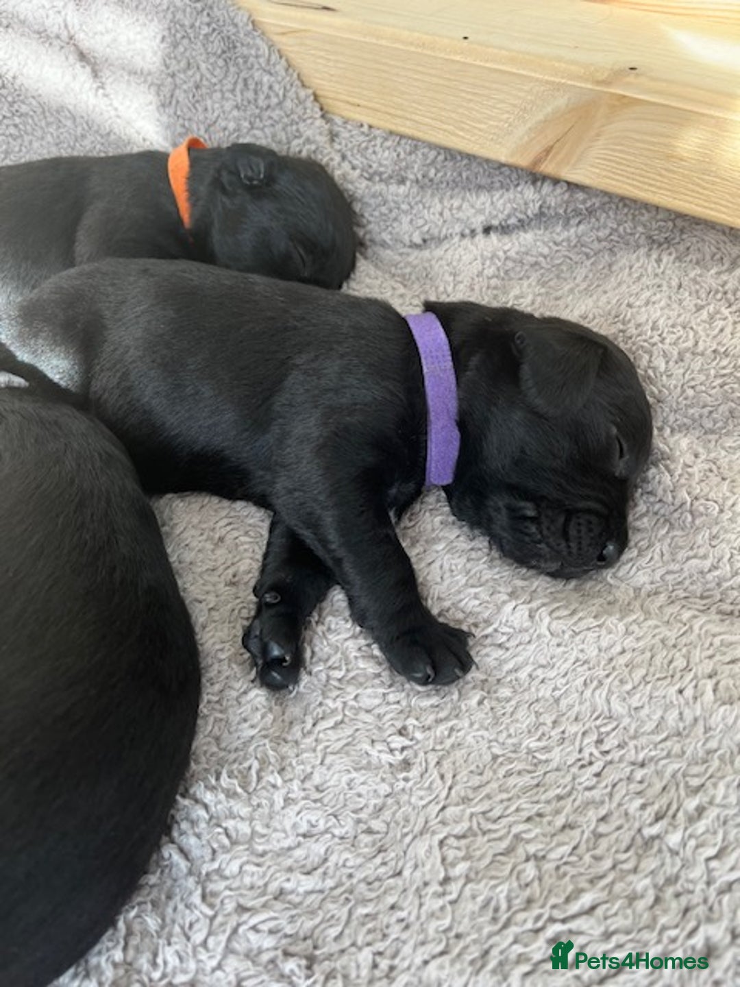 Springador dogs for sale: Gorgeous Springador Puppies Looking For New Homes  - Image 6