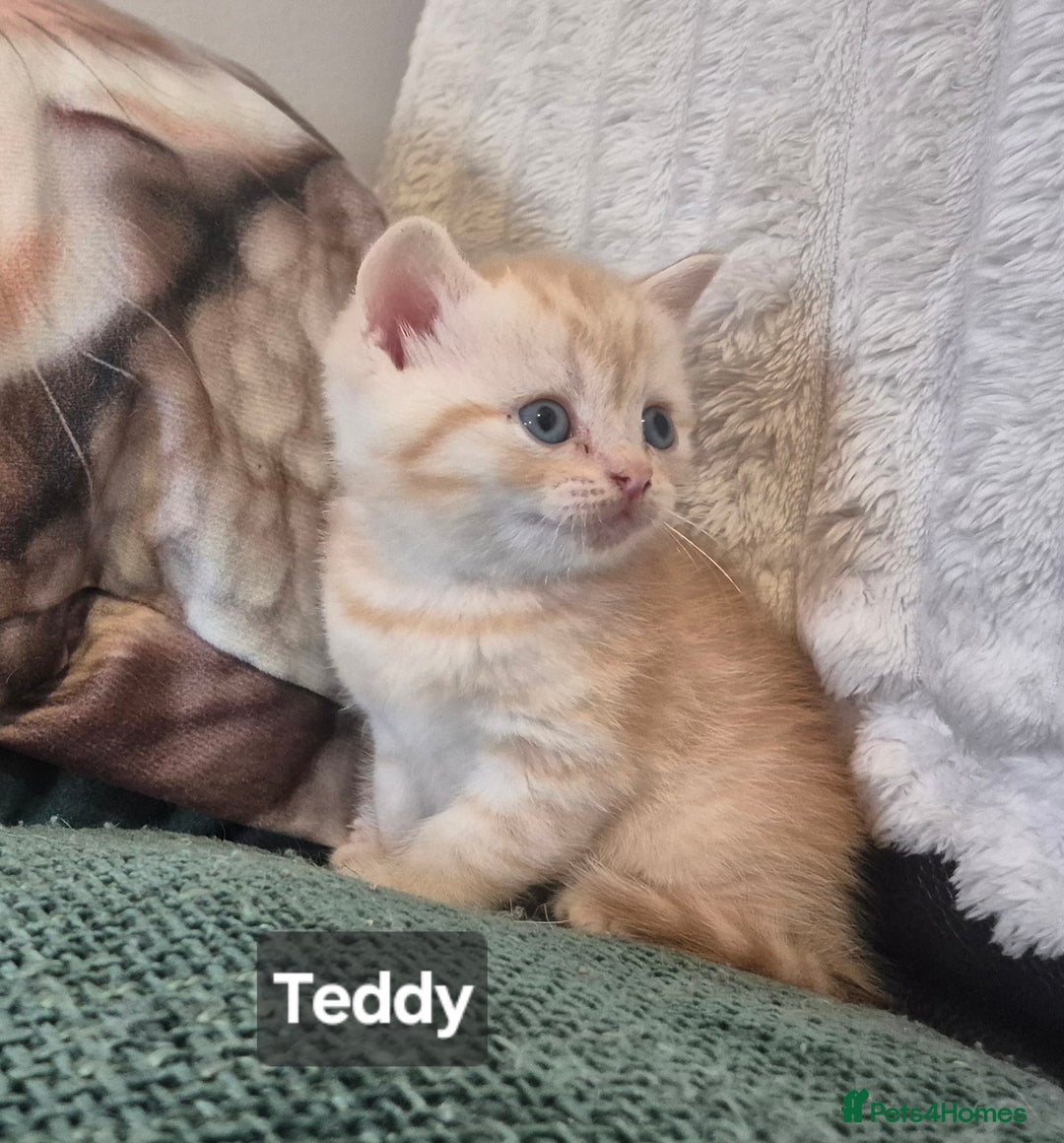 British Shorthair cats for sale: Beautiful British shorthair kittens - Image 2