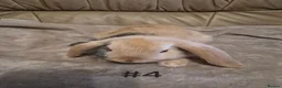 Mini Lop rabbits for sale: 4 Cute Baby Mini Lop Rabbits - Advert 8