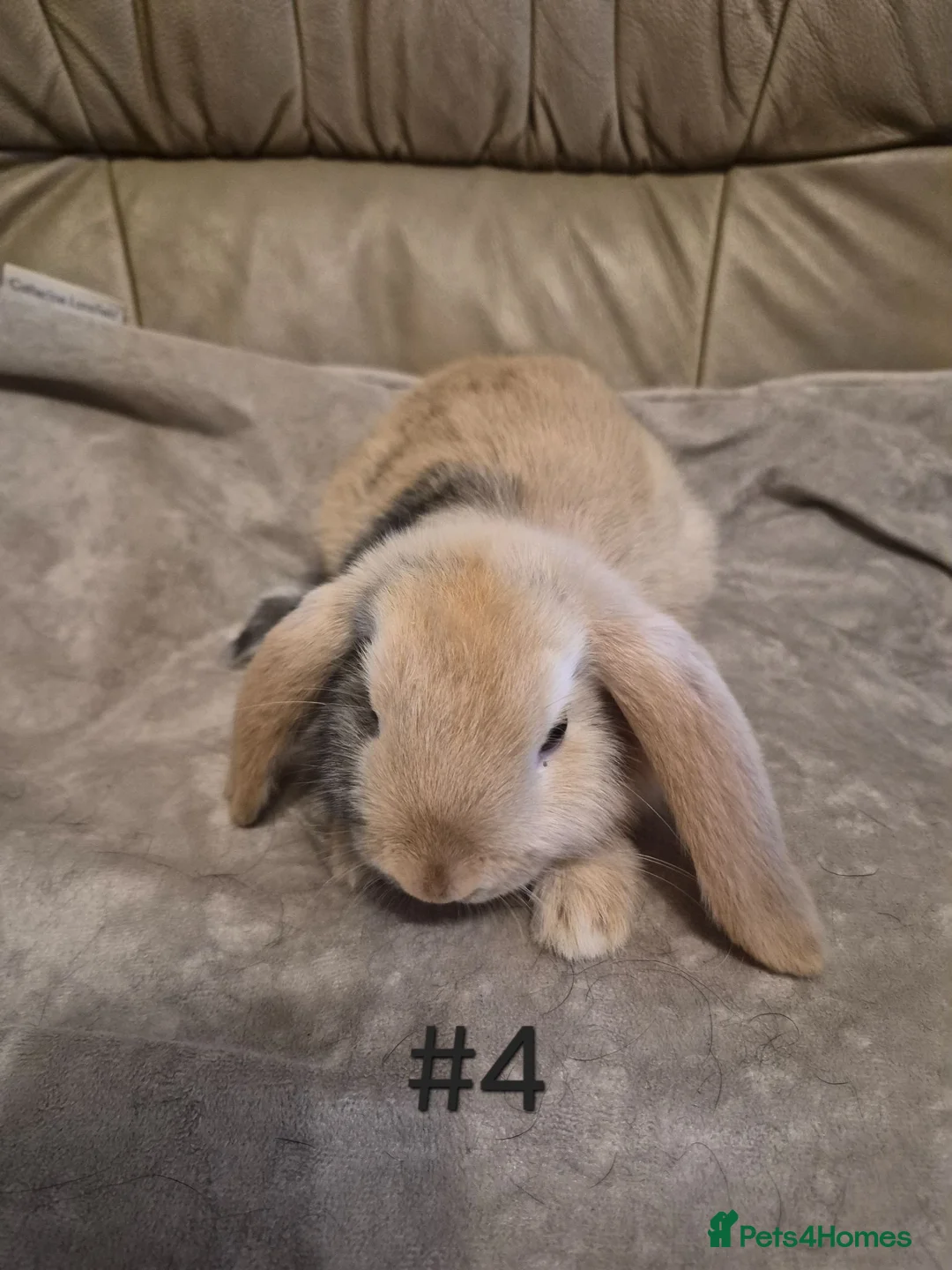 Mini Lop rabbits for sale: 4 Cute Baby Mini Lop Rabbits - Advert 8