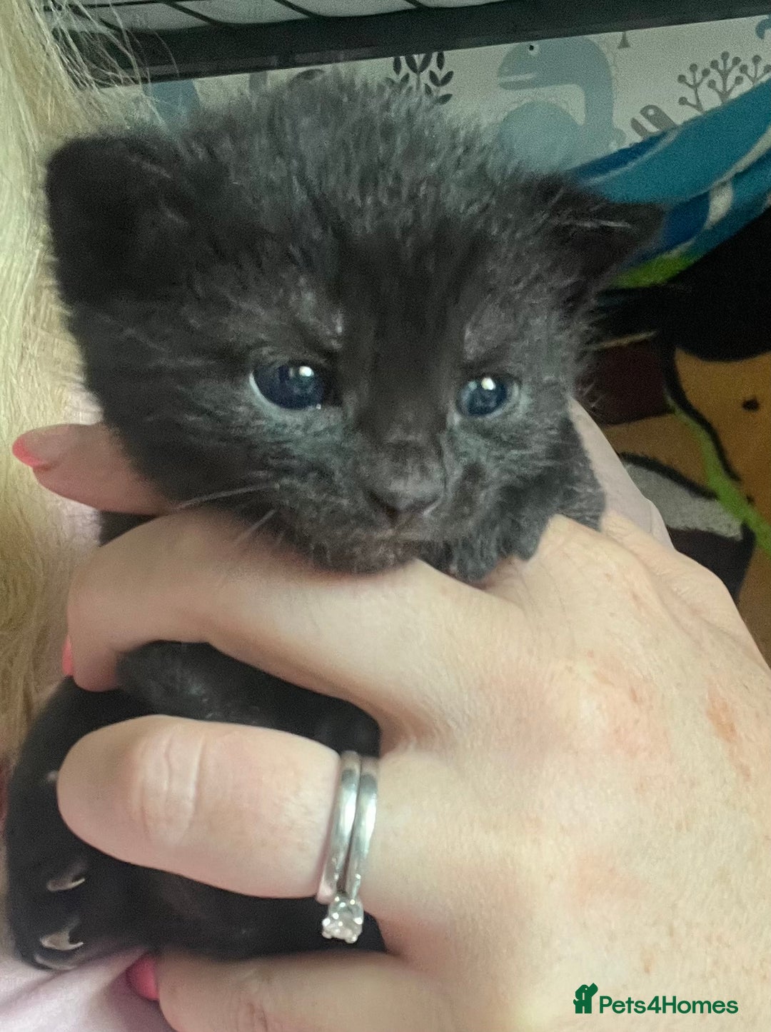 Mixed Breed cats for sale: Kittens for sale - Image 15
