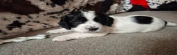 Cocker Spaniel dogs for sale: 5 beautiful cocker puppies - Advert 22
