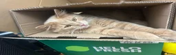 Mixed Breed cats for sale: Lion  in Birmingham - Advert 12
